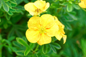 Fototapeta premium Flowers in close up and in borders of beautiful gardens.