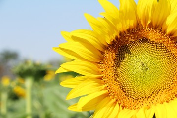 Naklejka premium Sunflowers field at beautiful in the garden