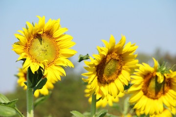 Sunflowers field at beautiful in the garden