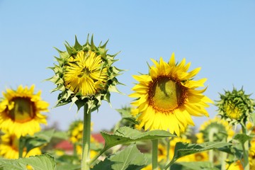 Fototapeta premium Sunflowers field at beautiful in the garden