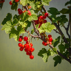 Ripe red currants in front of silver sunscreen - ready to collect on a terrace in Vienna