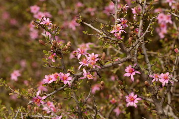 Obraz na płótnie Canvas Pink flowers of the indigenous Grewia robusta shrub found in the Eastern Cape, South Africa.