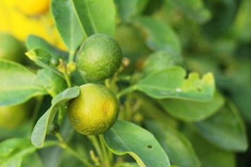 orange fruit on tree with the natrue