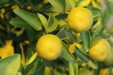 orange fruit on tree with the natrue