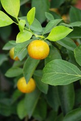 orange fruit on tree with the natrue