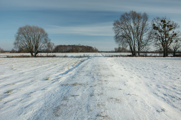 Fototapeta na wymiar Road and fields covered with snow, big trees on the horizon and blue sky