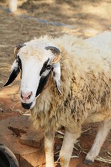 Sheep in the farm with the nature