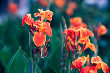 Obraz premium Beautiful orange Yellow canna Lily in vintage style.