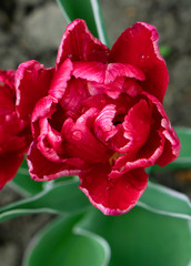 red rose in the garden