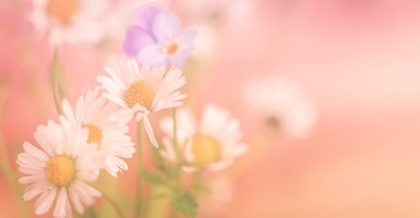 Fototapeta na wymiar Blumen, Gänseblümchen vor rosa, beschreibbar