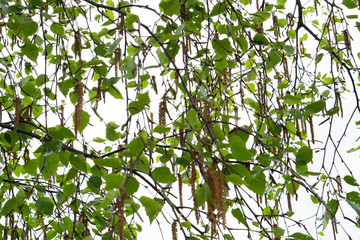 birch branches on a white background