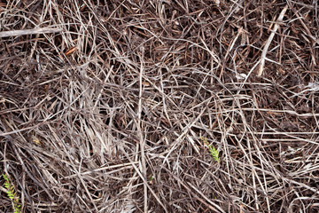 background of straw
