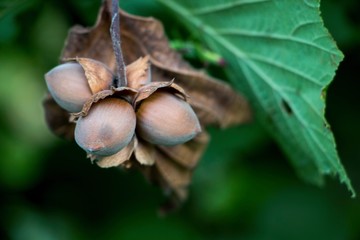 Fresh hanging raw hazelnut