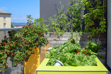 Fototapeta na wymiar Mangel, tomatoes and blackberries growing on a rooftop garden in Vienna