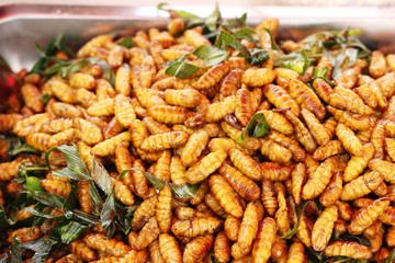 Fried silk worms delicious in street food