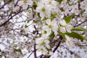  cherry flowers