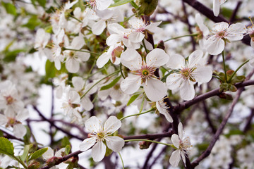  cherry flowers