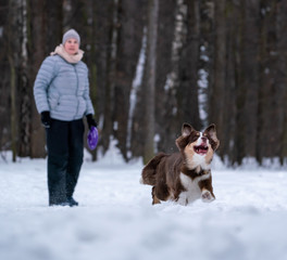 Naklejka na ściany i meble woman and dog breed Australian Shepherd playing dog frisbee in the snow