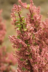 Beautiful pink flowers of the Port Bush, or South African name, Spekboom.