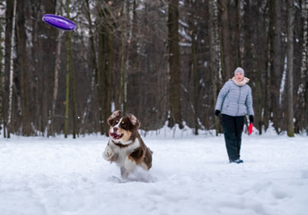 Fototapeta na wymiar woman and dog breed Australian Shepherd playing dog frisbee in the snow
