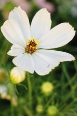 Fototapeta premium Beautiful cosmos colorful flowers in the garden