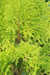 Fern is beautiful in garden with nature