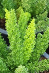 Fern is beautiful in garden with nature