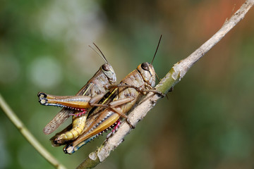 Fototapeta premium Grasshoppers couple