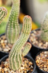 Beautiful the cactus in garden with nature