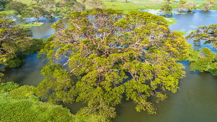 Aerial. Fruit bat trees. Tissamaharama, Sri Lanka.