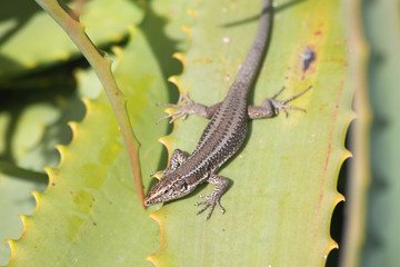 Mauereidechse, Podarcis muralis