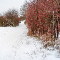 Snow covered walkway in the Recreational Area Wienerbergsee with trees at the side