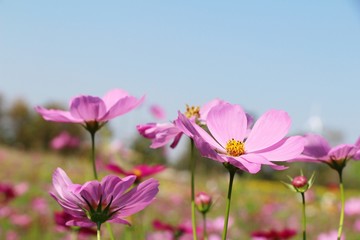 Fototapeta premium Beautiful cosmos colorful flowers in the garden