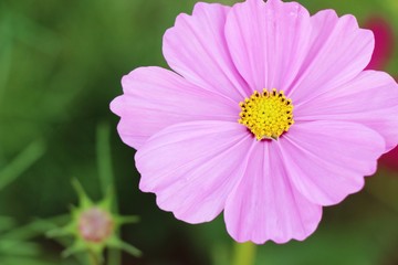 Obraz premium Beautiful cosmos colorful flowers in the garden