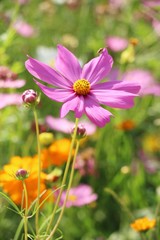 Beautiful cosmos colorful flowers in the garden