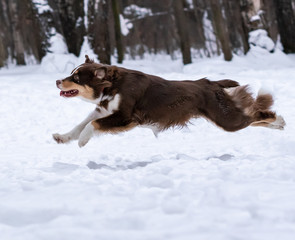 dog breed australian shepherd catches a disc in the snow