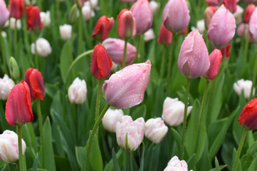 Colorful tulips in spring
