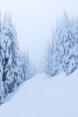 Fototapeta premium Winter snow forest. Snow lies on the branches of trees. Frosty snowy weather. Beautiful winter forest landscape fantasy forest with snow falling in winter Winter foggy forest scene. Christmas time