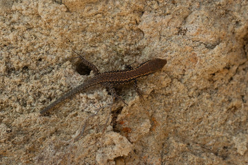 The sand lizard (Lacerta agilis) is a lacertid lizard. The habitat of the reptile is in a rocky area. A young creature - 
