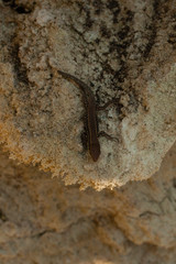 The sand lizard (Lacerta agilis) is a lacertid lizard. The habitat of the reptile is in a rocky area. A young creature - 