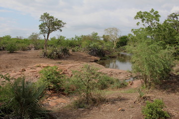 Fototapeta na wymiar Typical landscape of the north eastern part of South Africa, the Lowveld, showing a stream and trees.