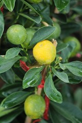orange fruit on tree with the natrue