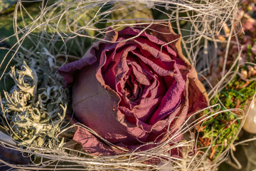 Getrocknete Rose