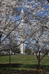Fototapeta premium Washington Monument & Cherry Blossoms