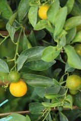 orange fruit on tree with the natrue