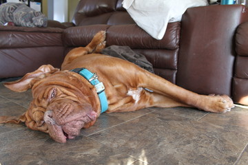 mastiff dog sleeping