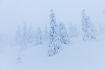 Winter snow forest. Snow lies on the branches of trees. Frosty snowy weather. Beautiful winter forest landscape fantasy forest with snow falling in winter Winter foggy forest scene. Christmas time