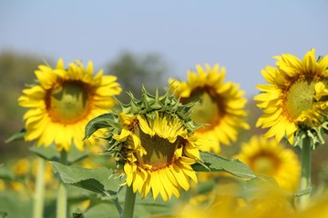 Sunflowers field at beautiful in the garden