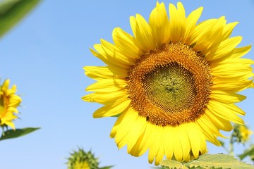 Naklejka premium Sunflowers field at beautiful in the garden
