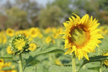 Sunflowers field at beautiful in the garden